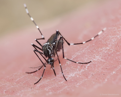 Mosquito da Dengue