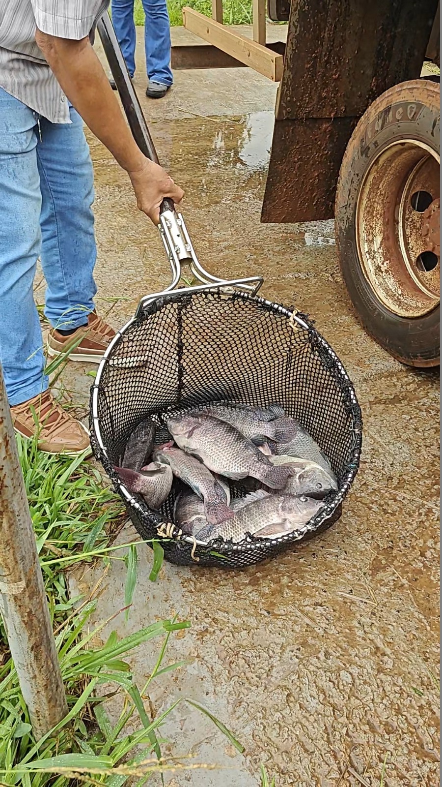 Ação no Lago Chico Lucas foi realizada na última terça-feira (24); A pesca é permitida exclusivamente com vara
